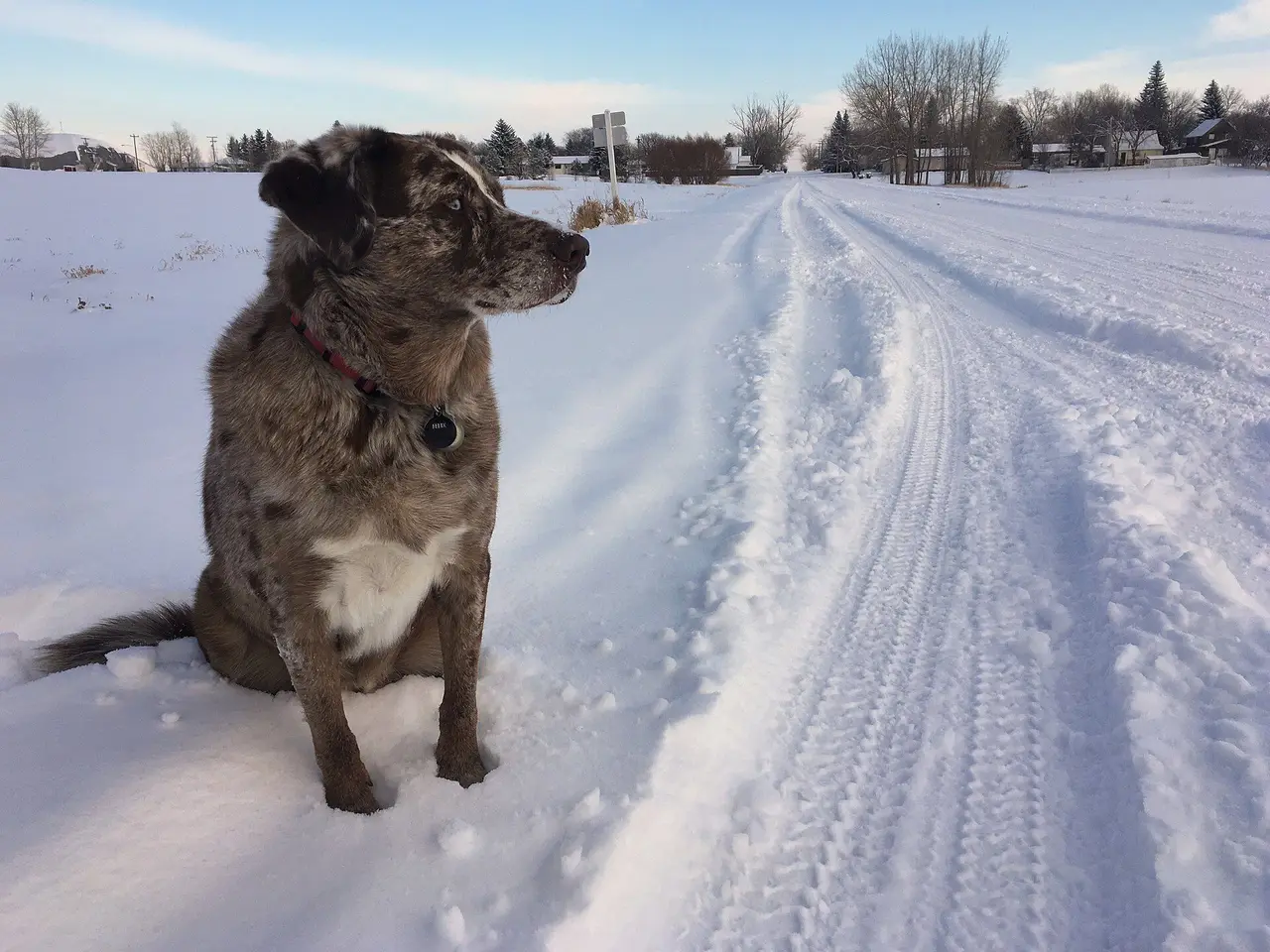 Dog sitting beside a snowy village road, 2019