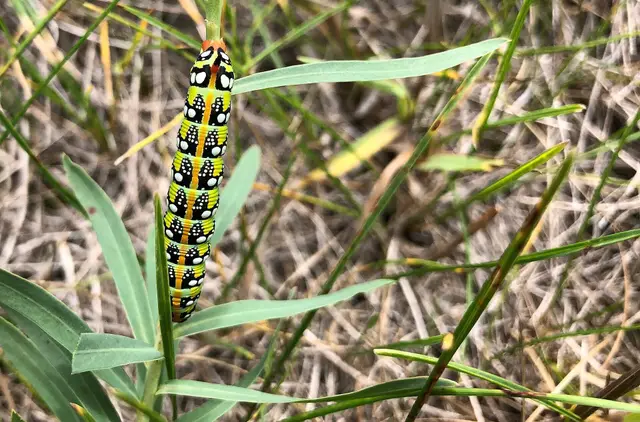 Spurge hawk-moth caterpillar on a plant